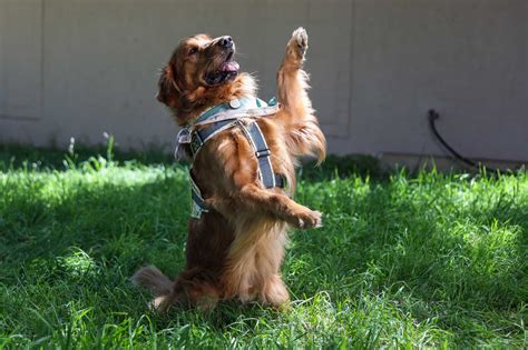 K9s for Warriors faces discrimination suit over service dog.